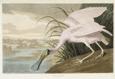 Roze lepelaar door John James after Audubon